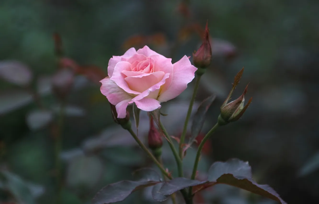 Фото обои фон, роза, розовая роза, одинокая роза