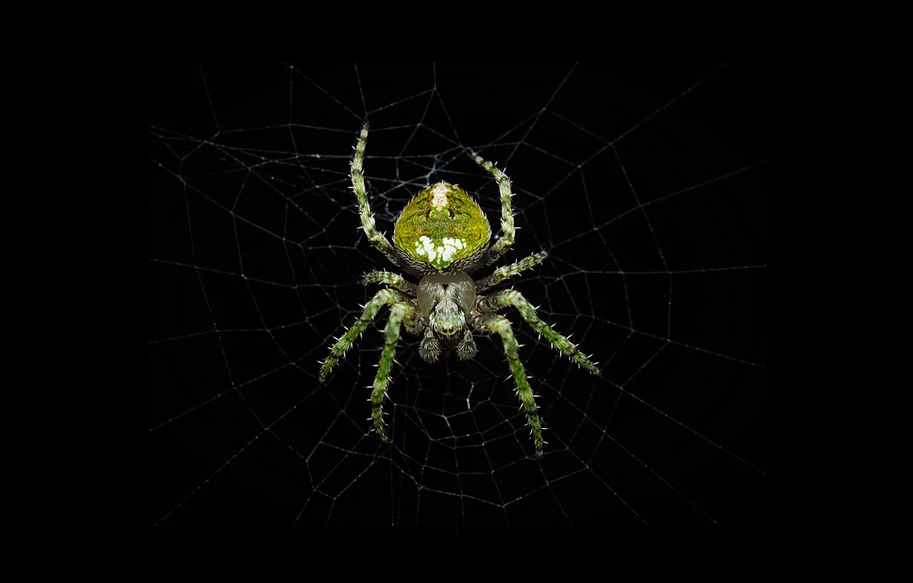 Фото обои spider, nature, black background