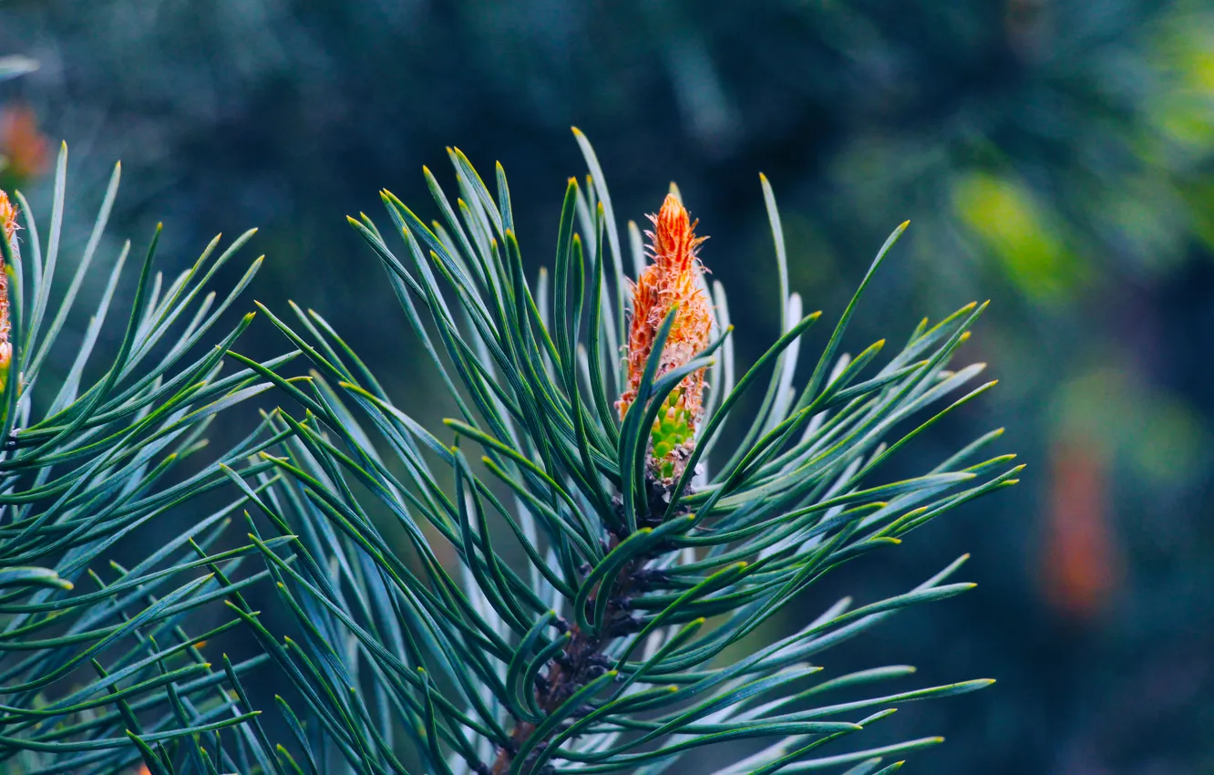 Фото обои spring, pine, spruce, twig