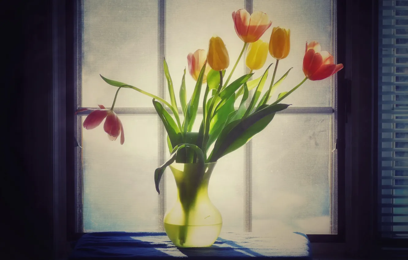 Фото обои цветы, окно, тюльпаны