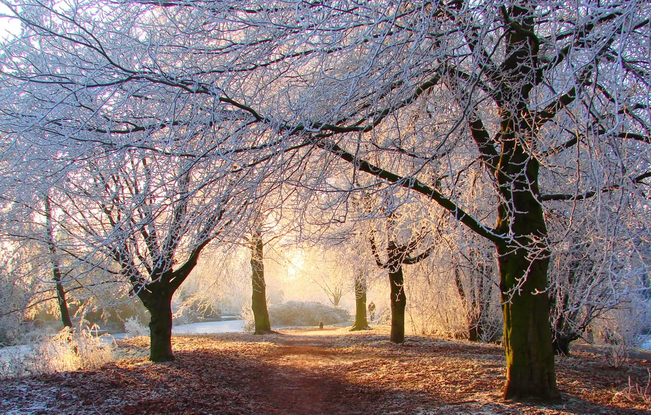 Фото обои зима, дорога, лес, деревья, парк