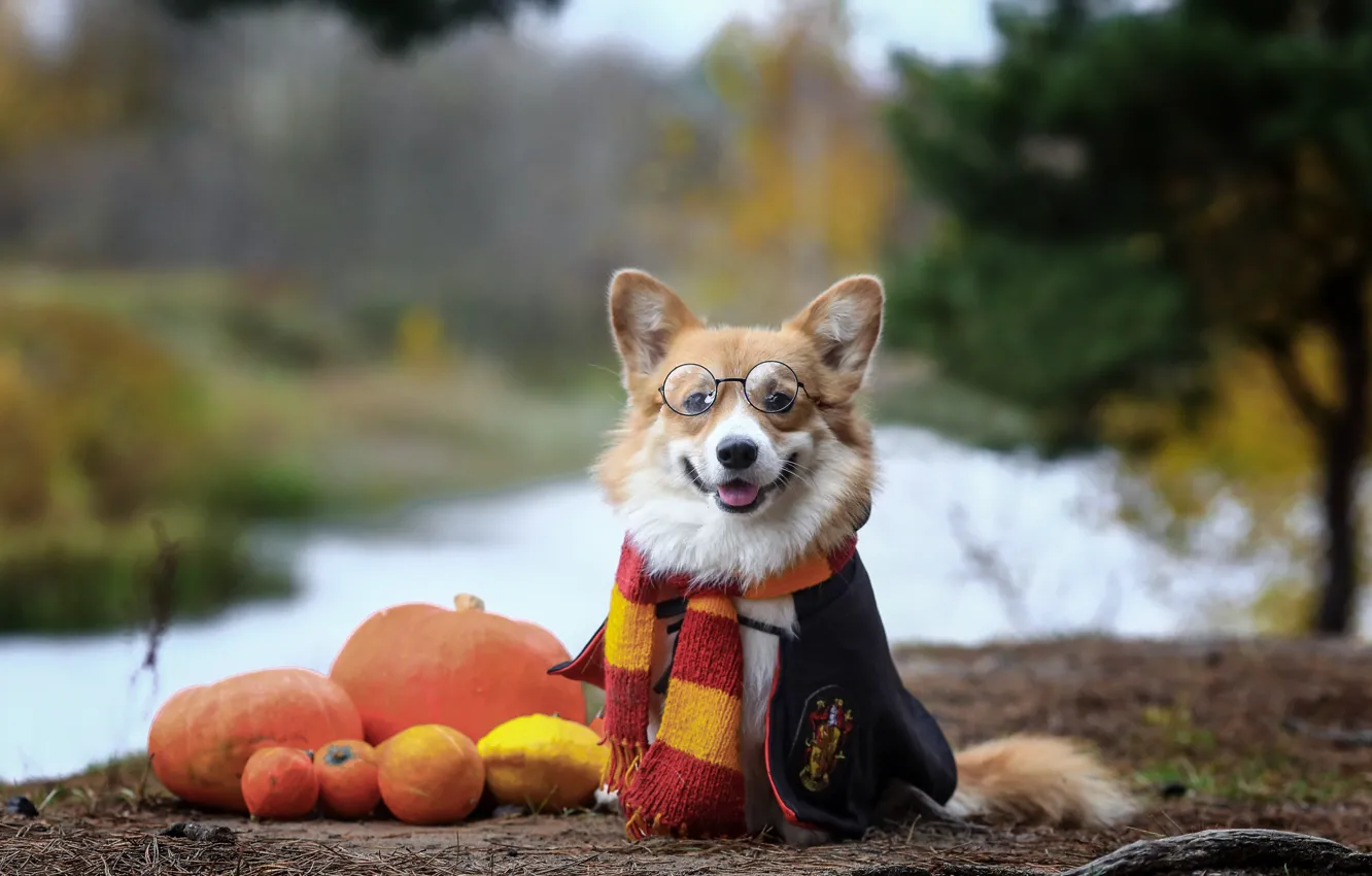 Фото обои осень, собака, шарф, очки, тыквы, мордашка, Вельш-корги, Андрей Ершов