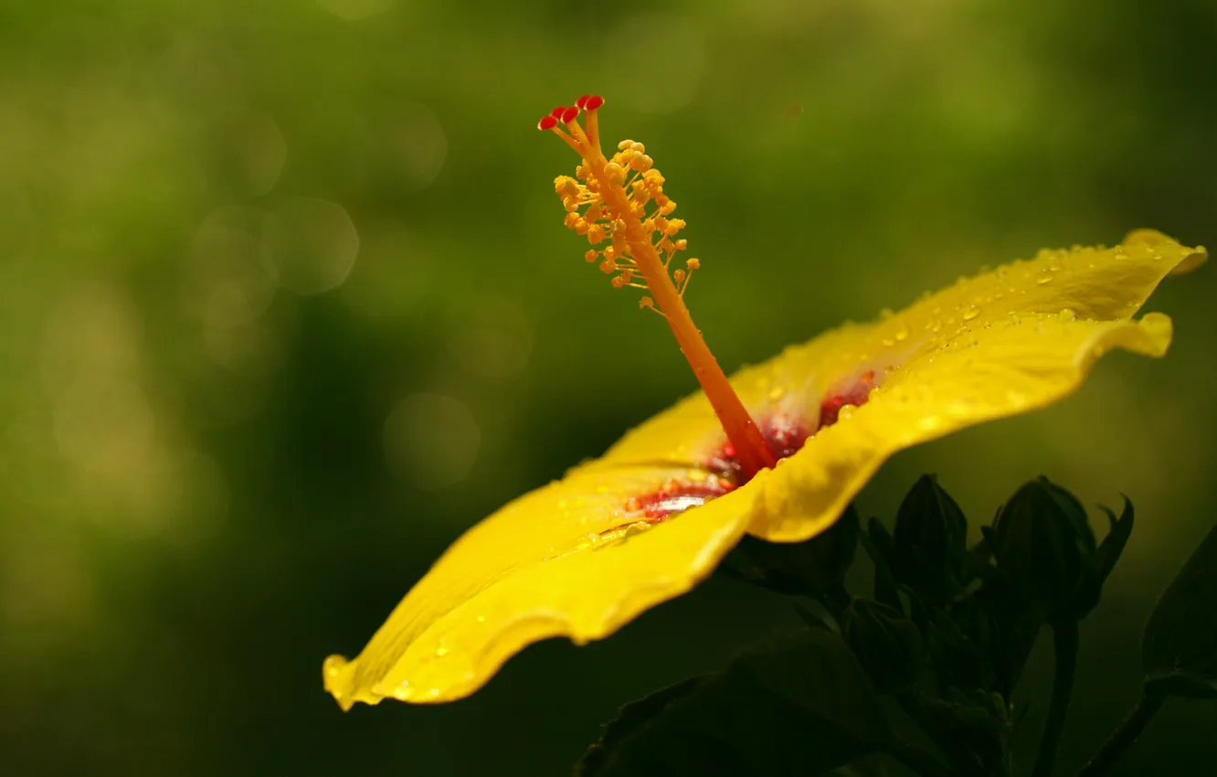 Фото обои цветок, макро, желтый, гибискус