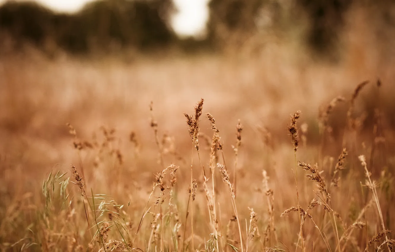 Фото обои поле, трава, природа, колоски, сухая