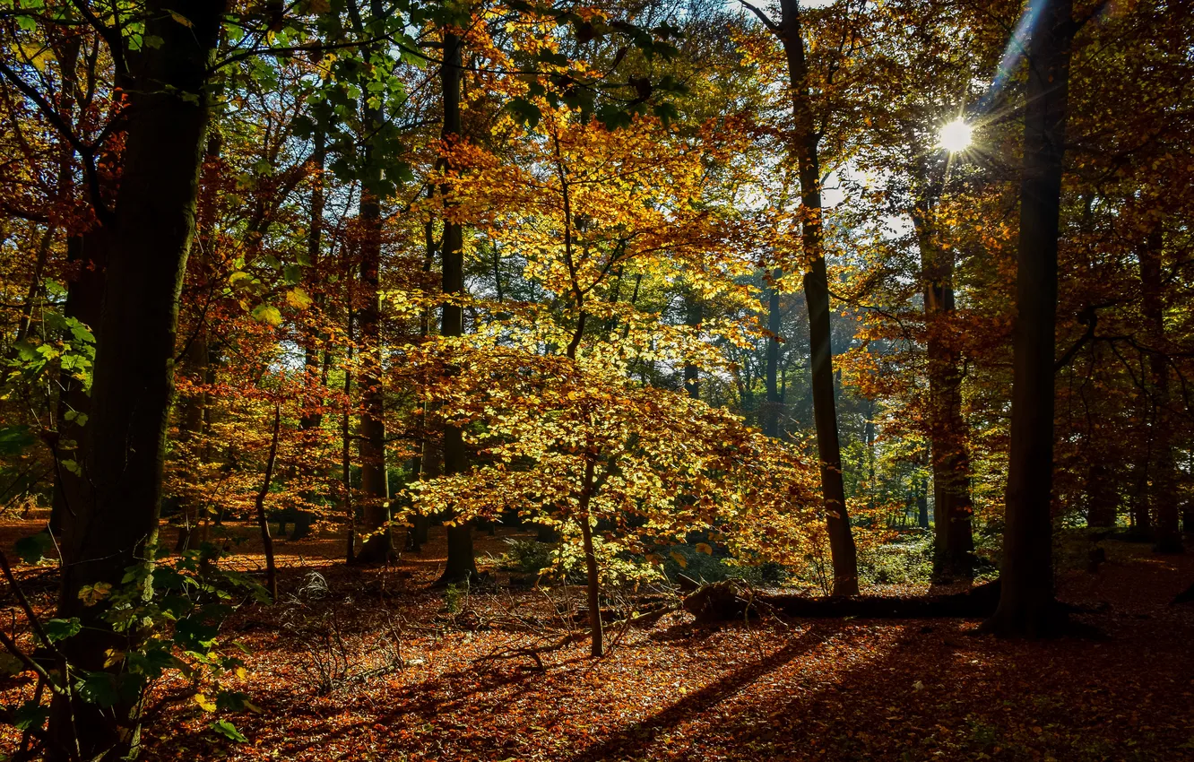 Фото обои осень, листья, деревья, парк, Нидерланды, лучи солнца, Maurick Castle Park