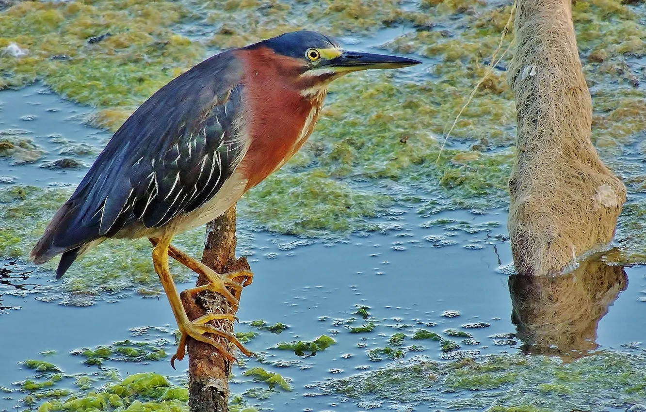 Фото обои вода, ветки, птица, клюв