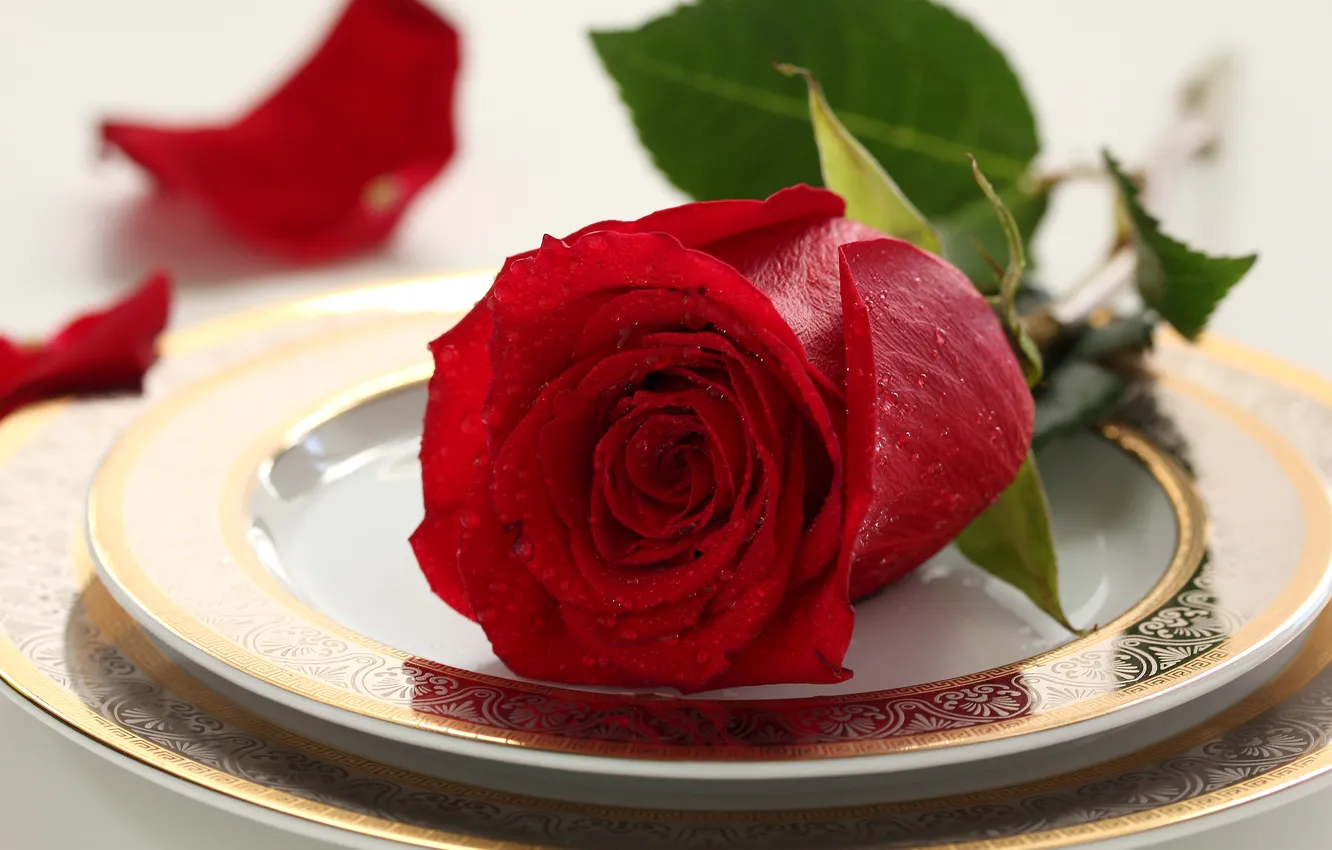 Фото обои цветок, капли, стол, роза, rose, роскошь, flower, drops