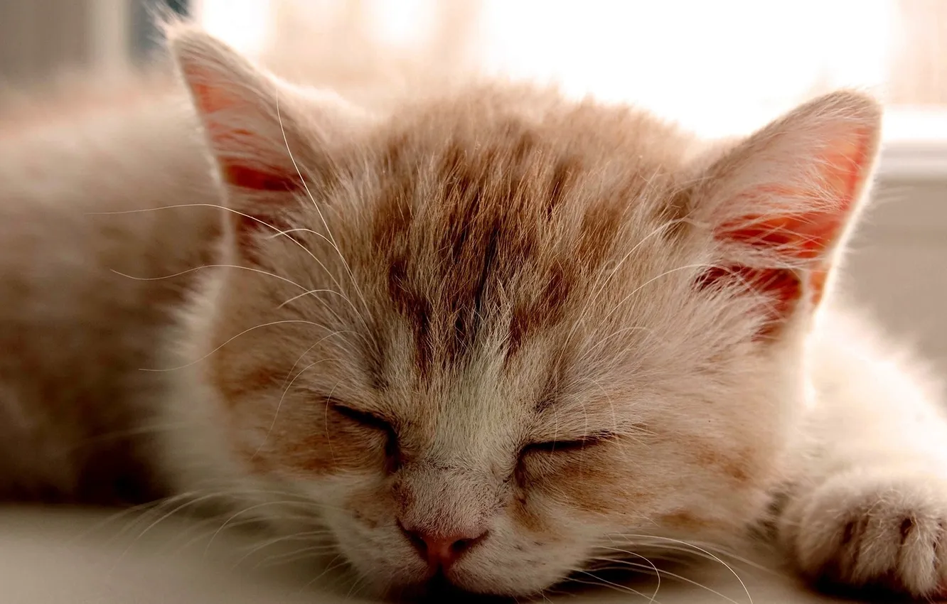 Фото обои котенок, лапа, сон, рыжий, светлый окрас