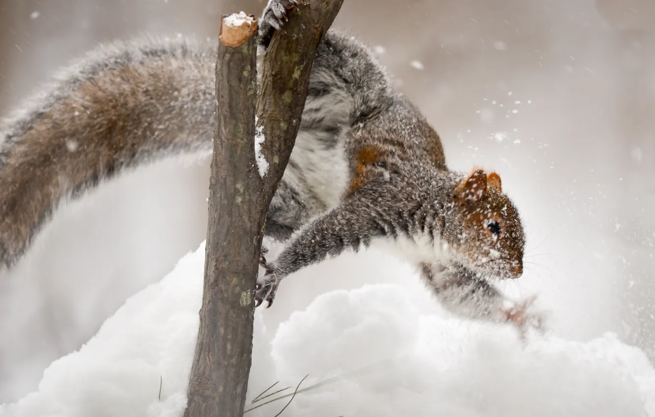 Фото обои зима, снег, дерево, белка