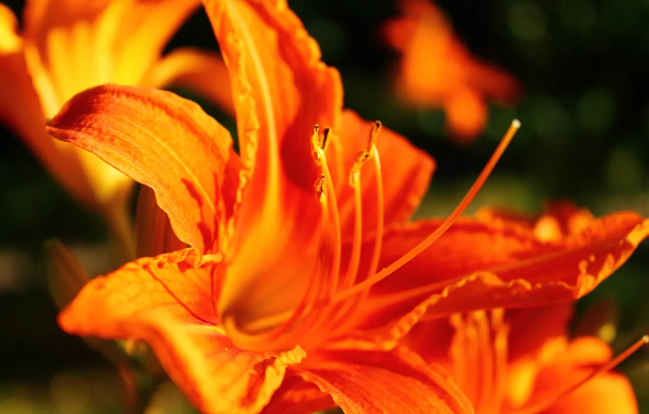 Фото обои цветок, макро, цветы, оранжевый, фон, widescreen, обои, рыжий