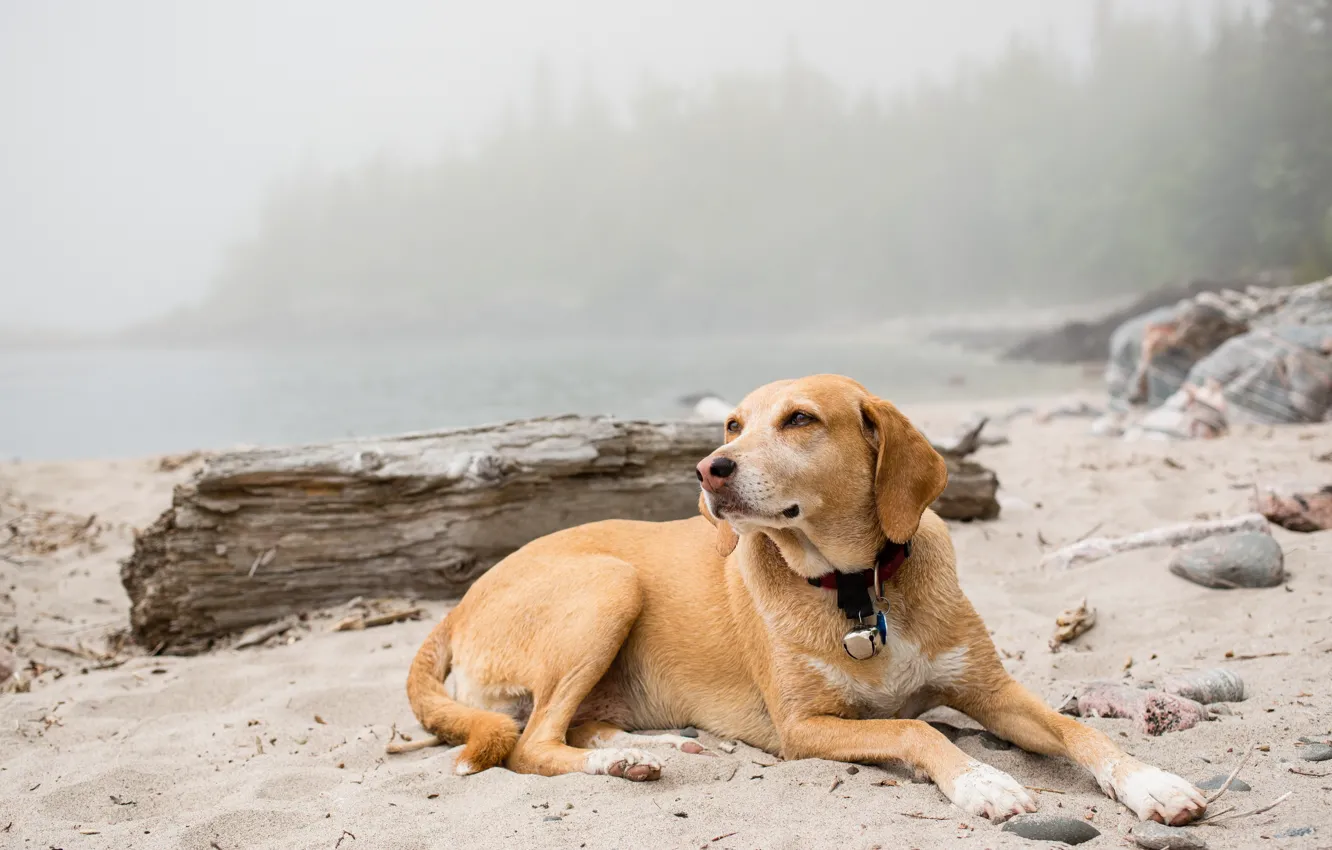 Фото обои природа, друг, Foggy dog