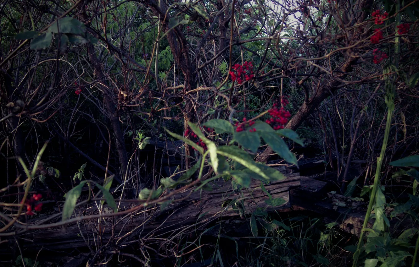 Фото обои трава, листья, деревья, красный, ягоды, заросли, мрак, доски