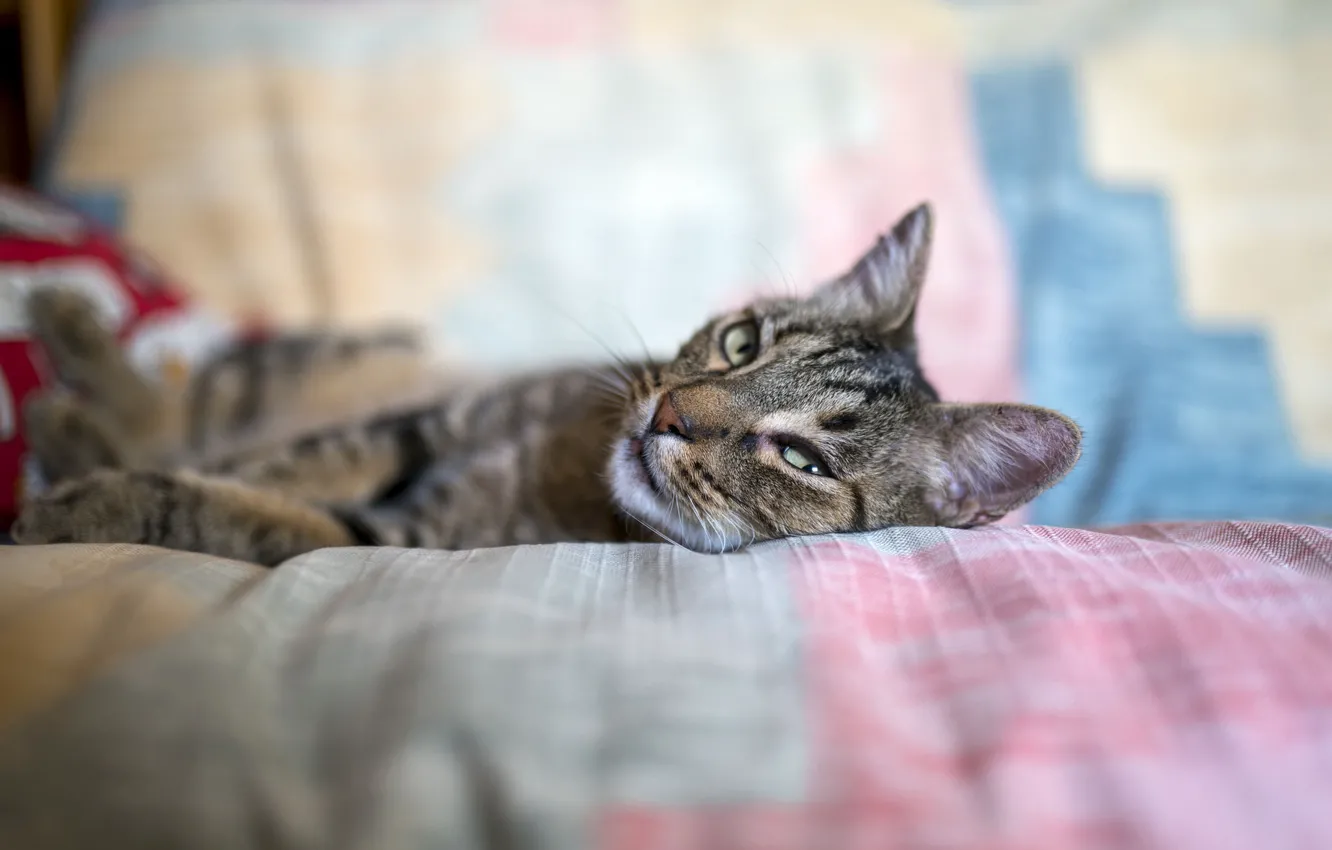 Фото обои кошка, кот, взгляд, морда, серый, отдых, кровать, постель