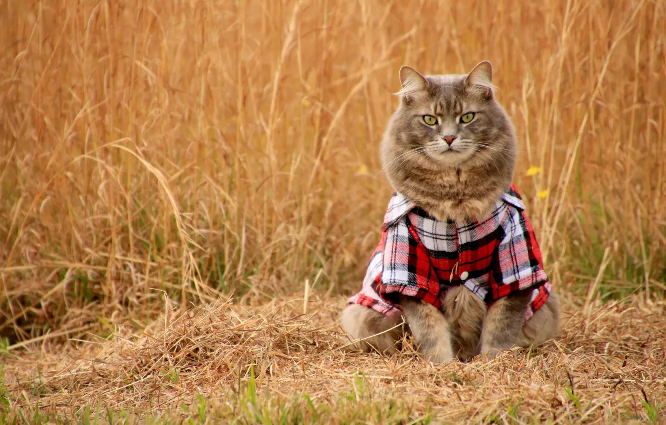 Фото обои поле, кошка, кот, взгляд, рубашка
