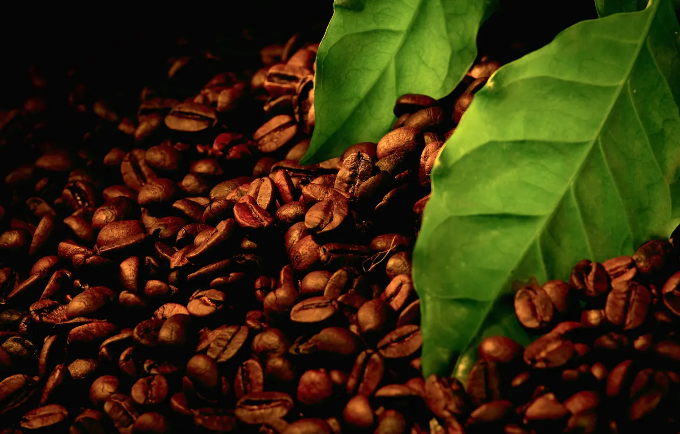 Фото обои листья, макро, чёрный, зерно, листок, кофе, зелёный, листки