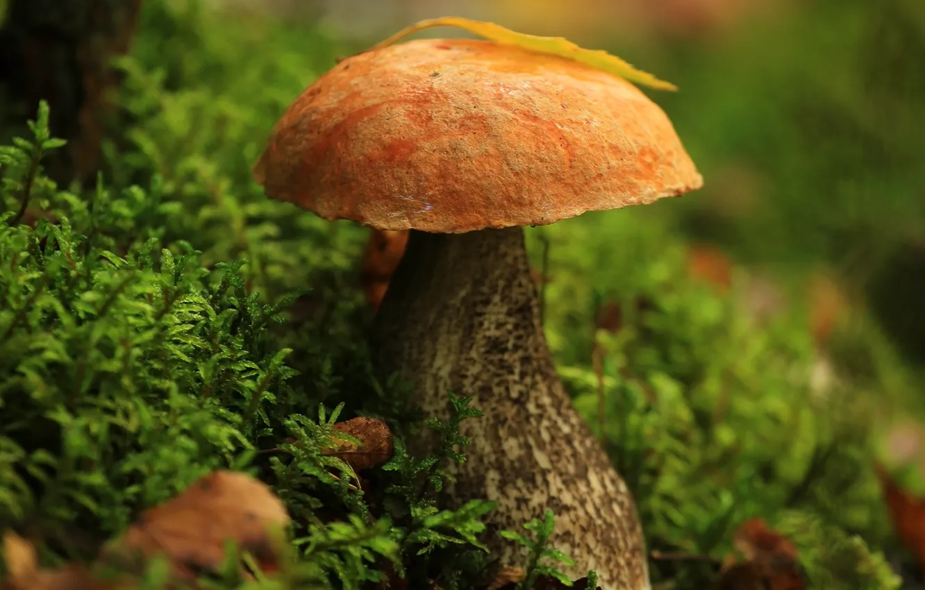 Фото обои осень, лес, макро, листва, гриб