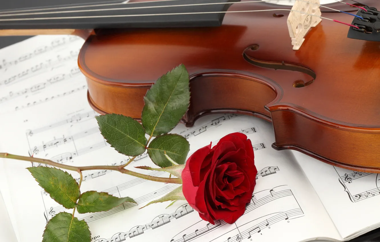 Фото обои цветок, крупный план, ноты, скрипка, роза, тетрадь