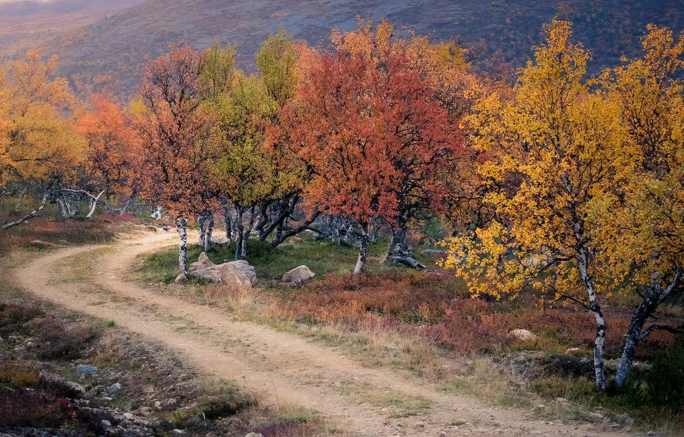 Фото обои дорога, осень, лес, деревья, камни, холмы, краски осени, разноцветная листва