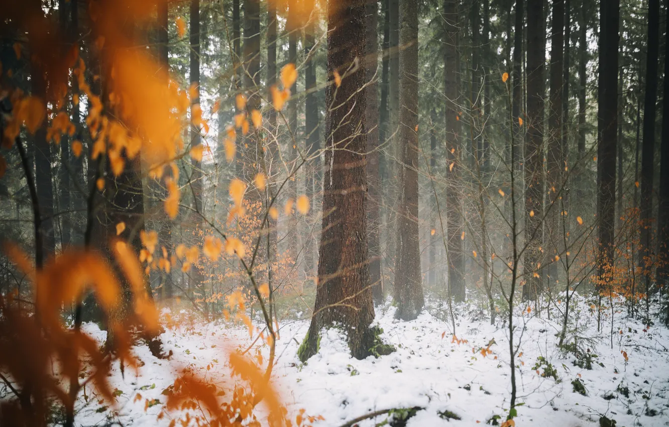 Фото обои зима, осень, лес, листья, снег, деревья, поздняя осень