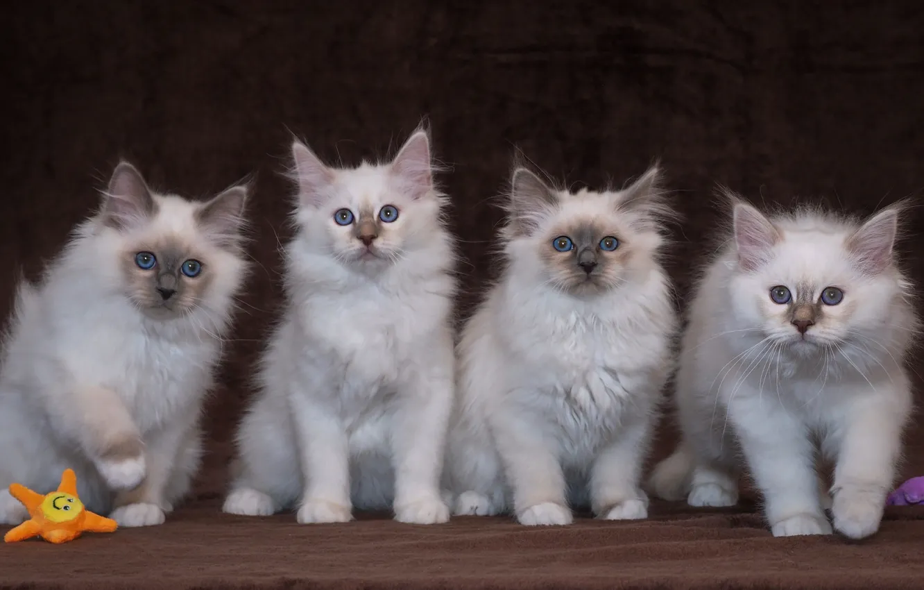 Фото обои взгляд, поза, котенок, фон, игрушка, котята, белые, котёнок