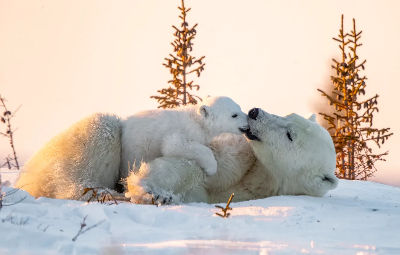 Фото обои зима, животные, снег, природа, хищники, медвежонок, детёныш, белые медведи