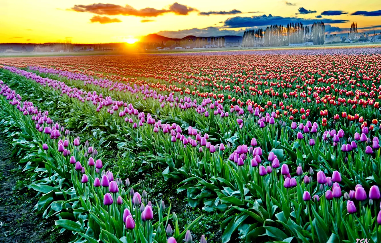Фото обои закат, цветы, тюльпан, Dreamy Sunsetе