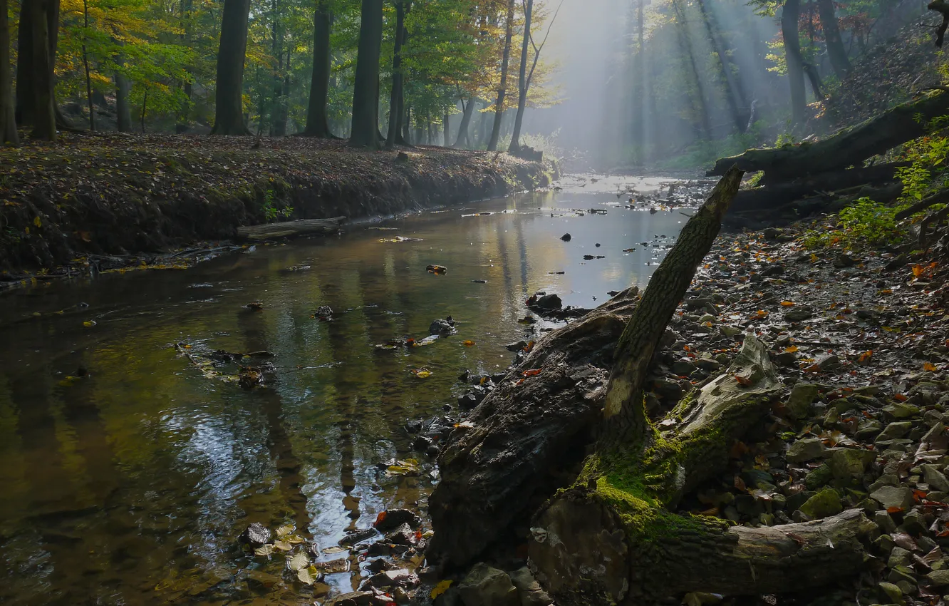 Фото обои осень, лес, река