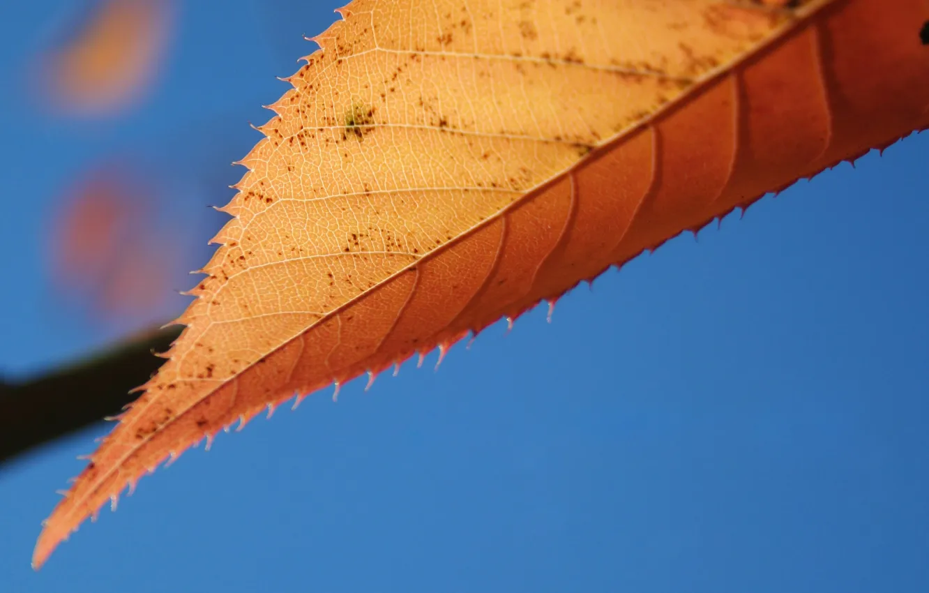Фото обои осень, лист, синий фон