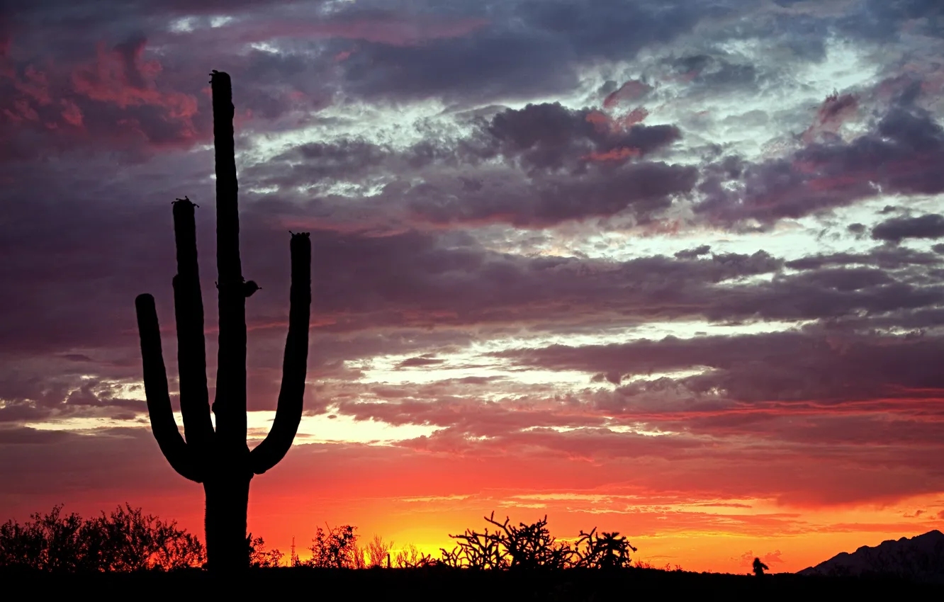 Фото обои закат, природа, вечер, кактусы, sunset, Saguaro National Park