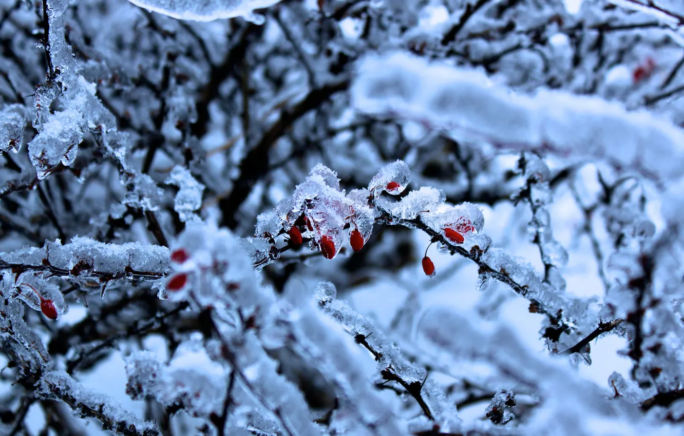 Фото обои зима, ягоды, лёд