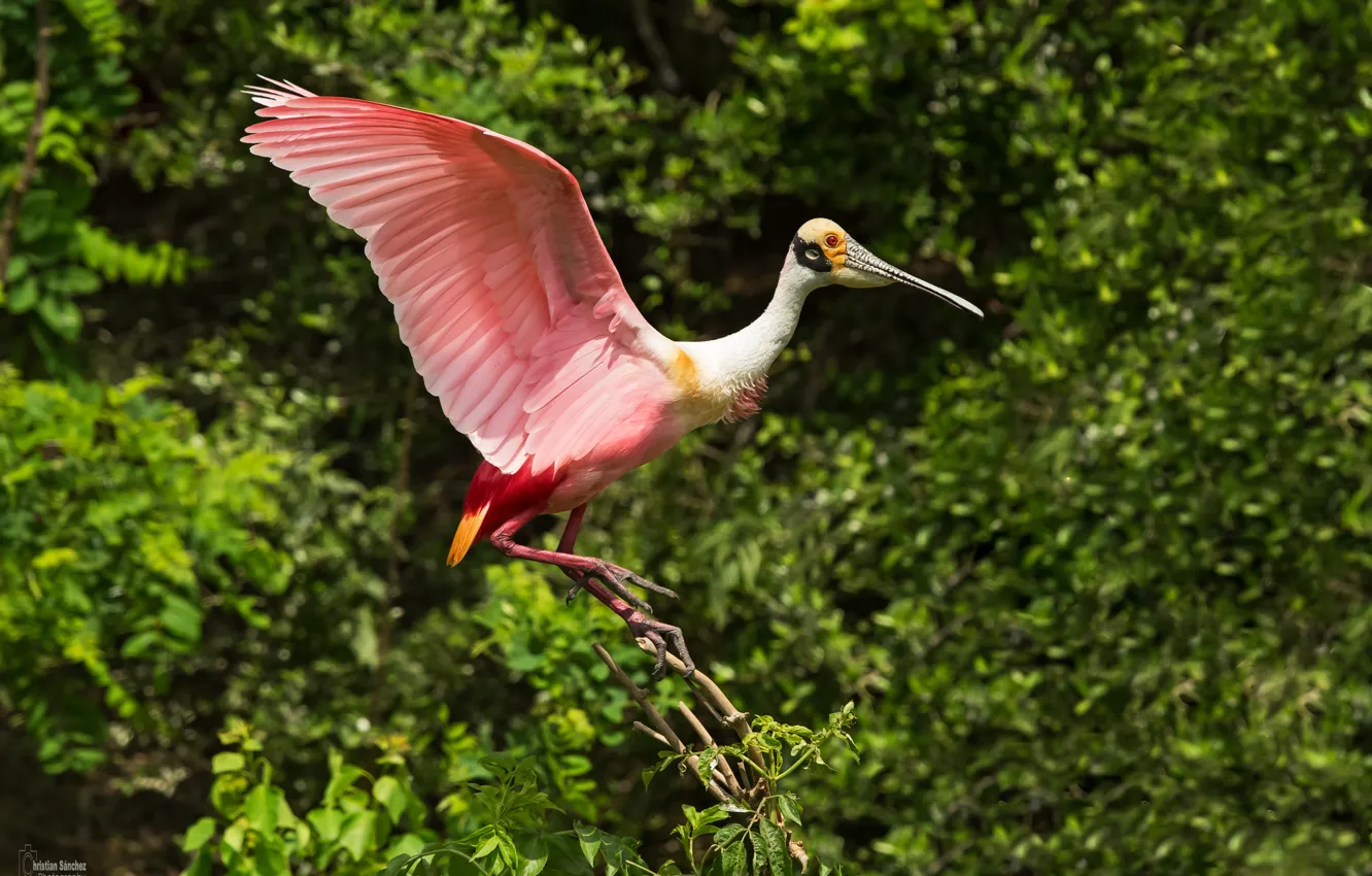 Фото обои bird, pink, wings, feathers, bokeh, beak