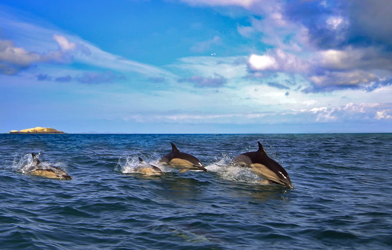 Фото обои море, дельфины, млекопитающее