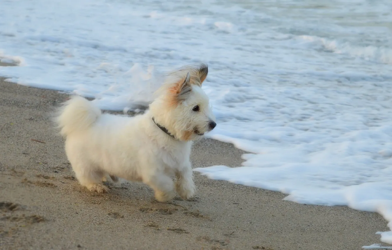 Фото обои Море, Собачка, Dog, Sea, Вест-хайленд-уайт-терьер