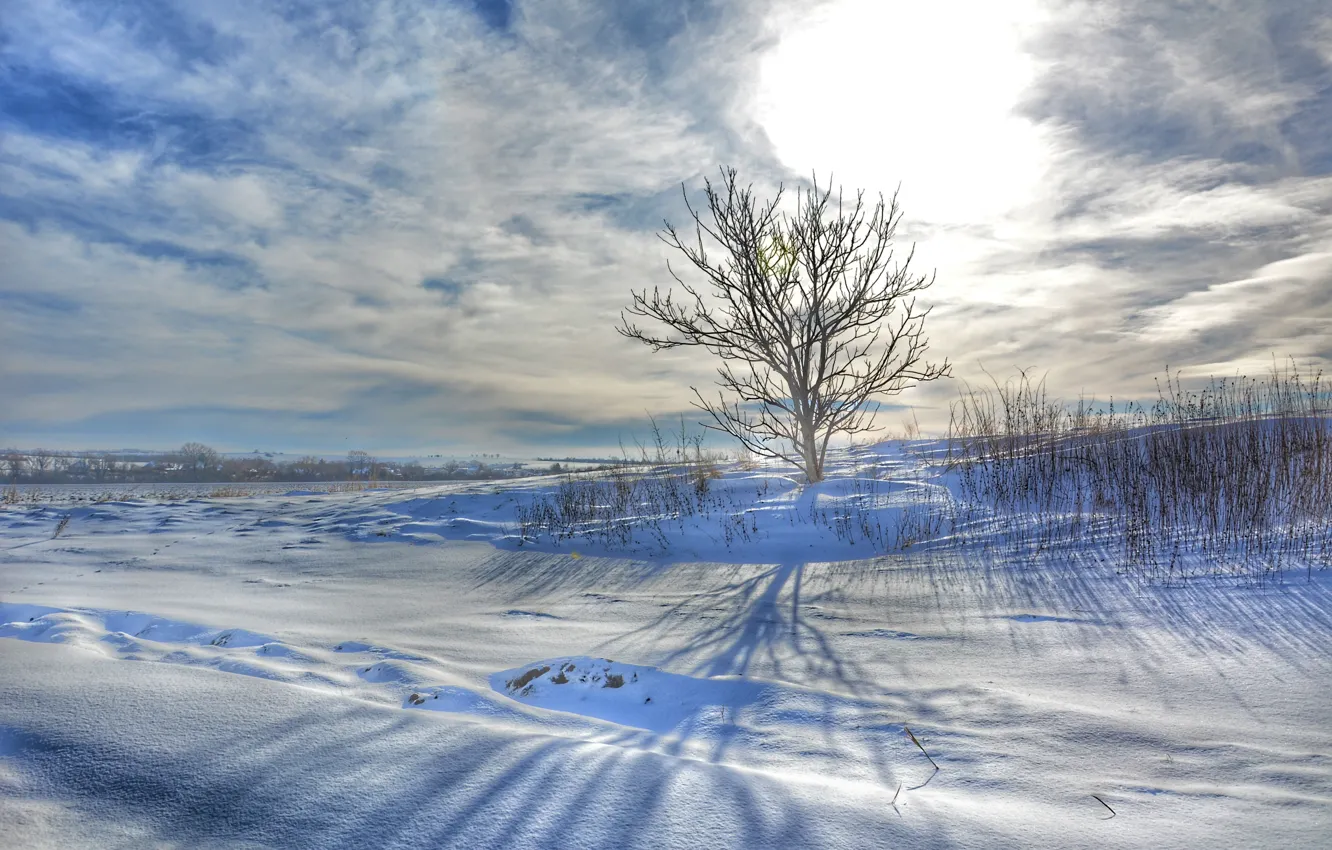 Фото обои Природа, Зима, Дерево, Снег, Утро, Рассвет, Nature, Winter
