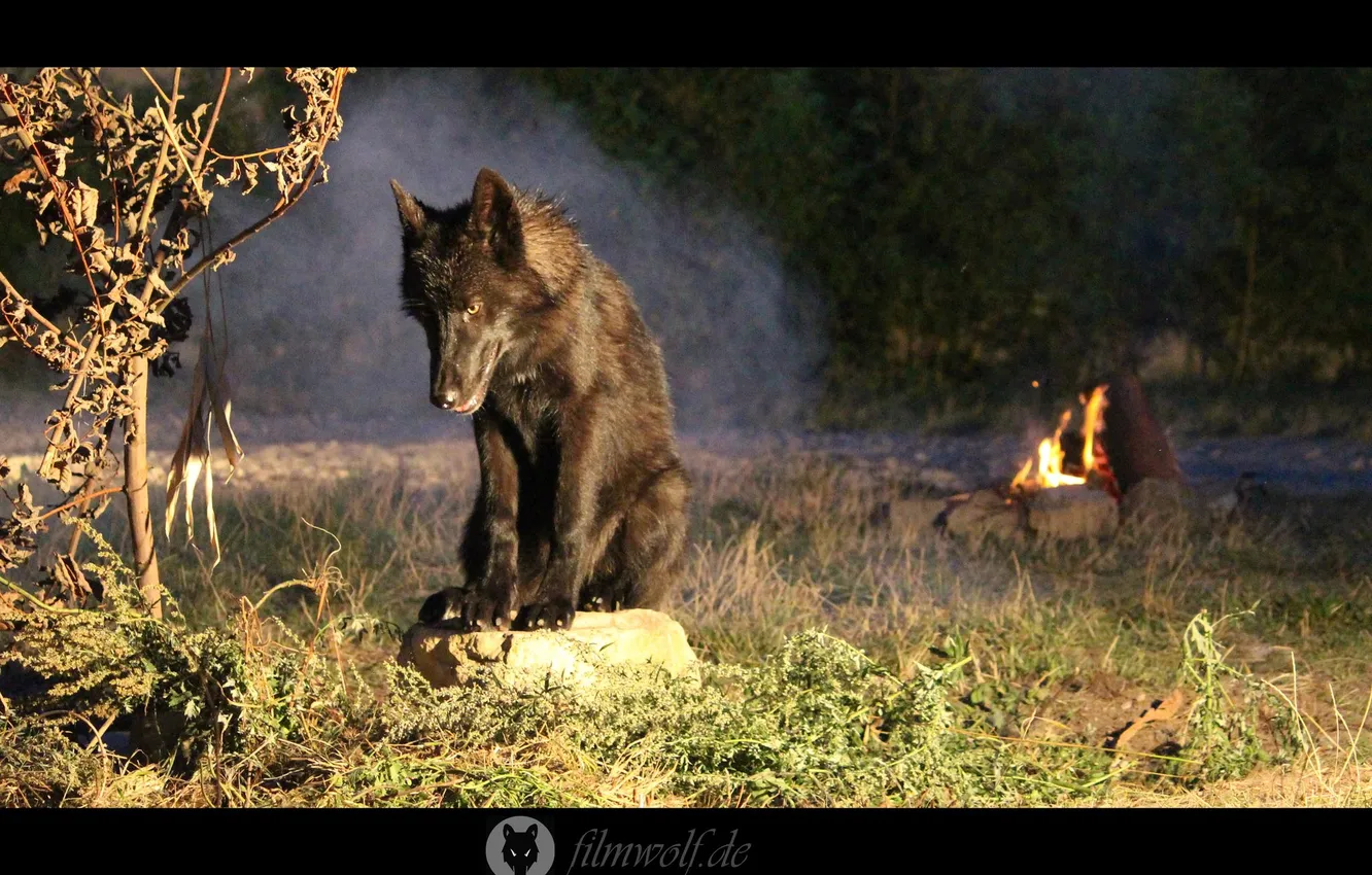 Фото обои nature, face, animal, wolf, wildlife, head, fur, mammal