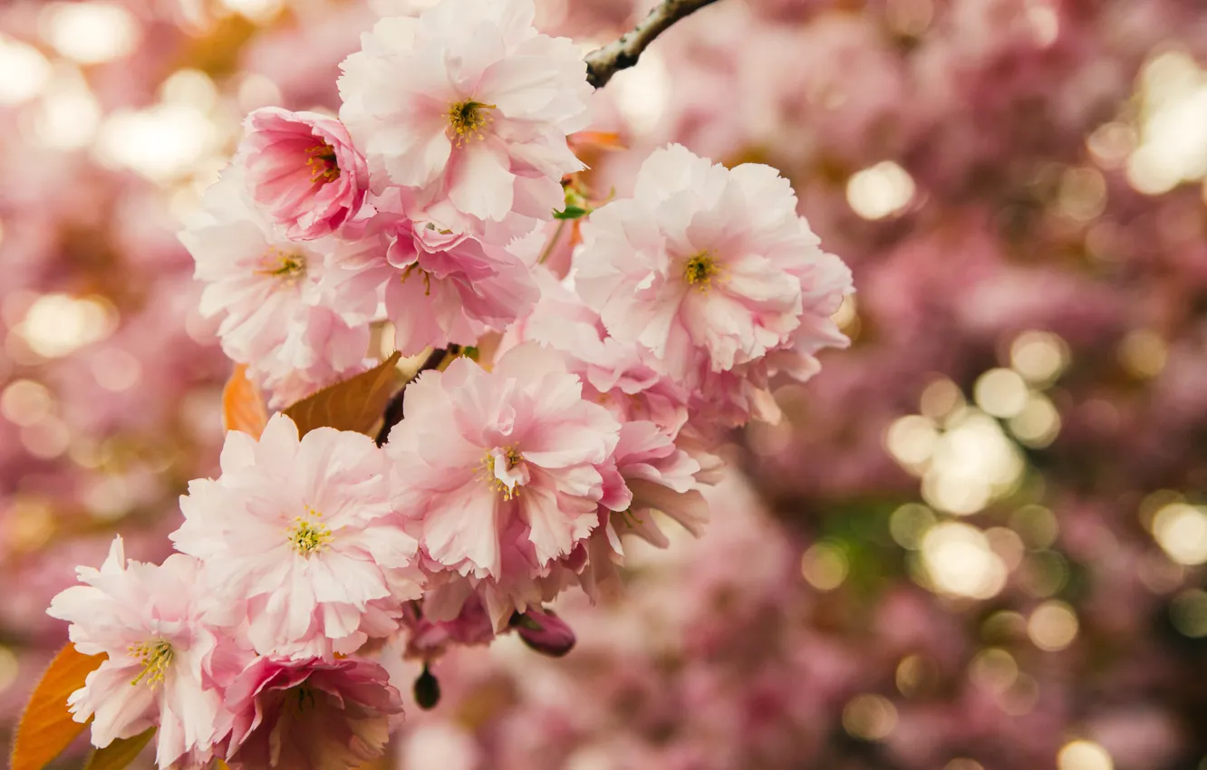 Фото обои листья, макро, цветы, природа, ветка, весна, сакура, розовые