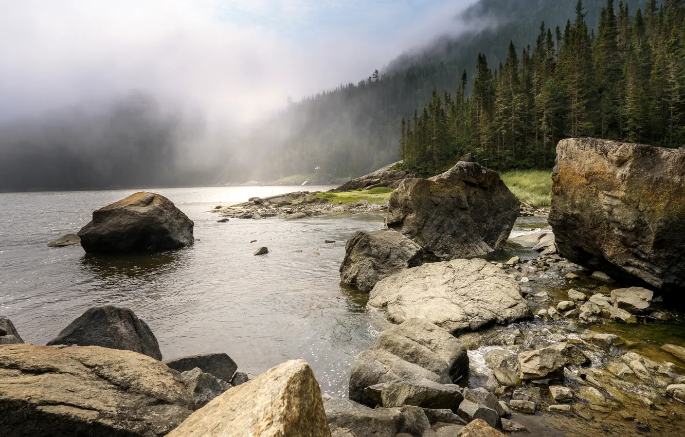 Фото обои лес, горы, туман, камни, берег, ели, дымка, водоем