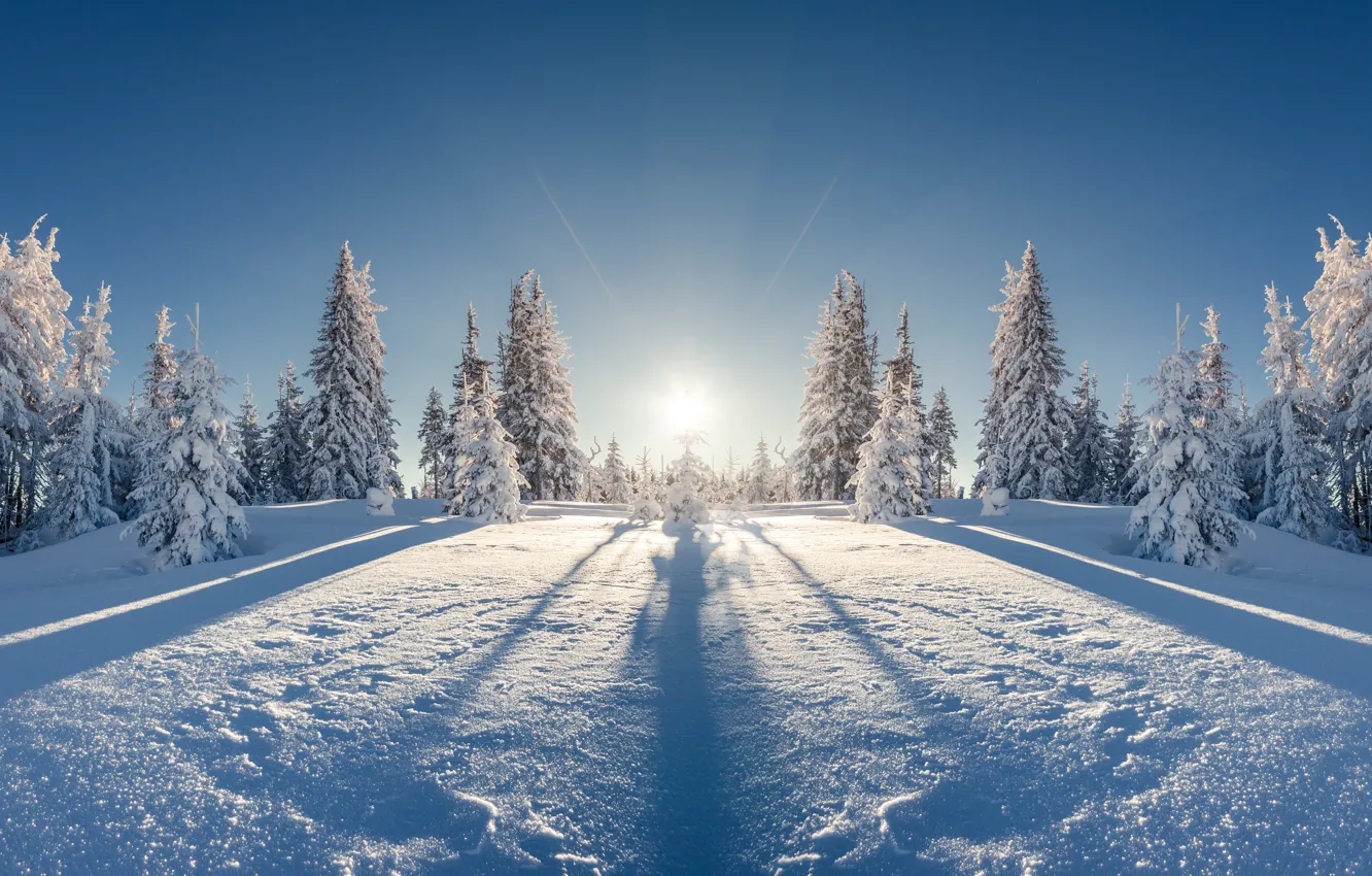 Фото обои зима, лес, снег, снежинки, елка, nature, winter, snow