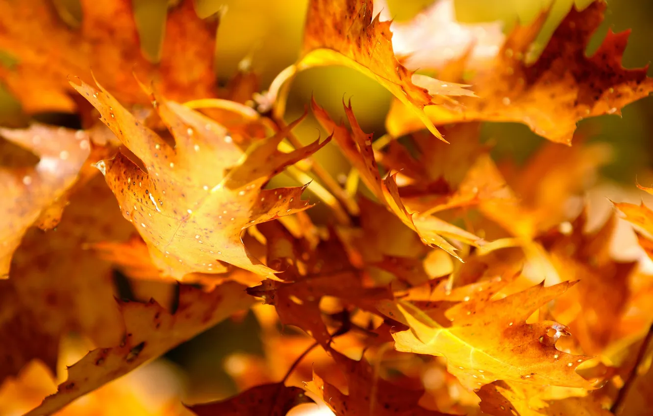 Фото обои осень, листья, деревья, ветки, природа, желтые