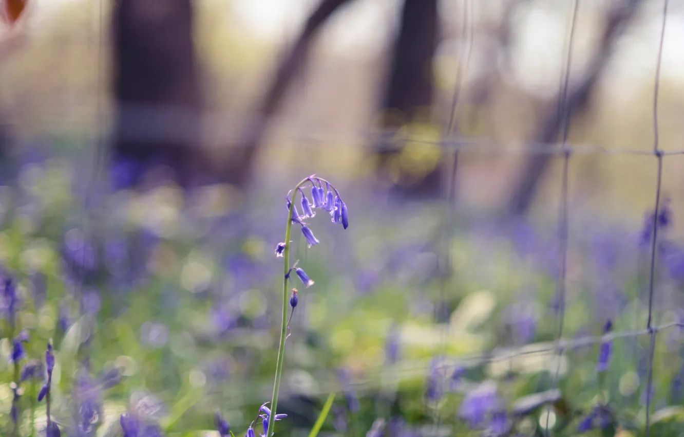 Фото обои зелень, трава, цветы, природа, весна, размытость, голубые, синие