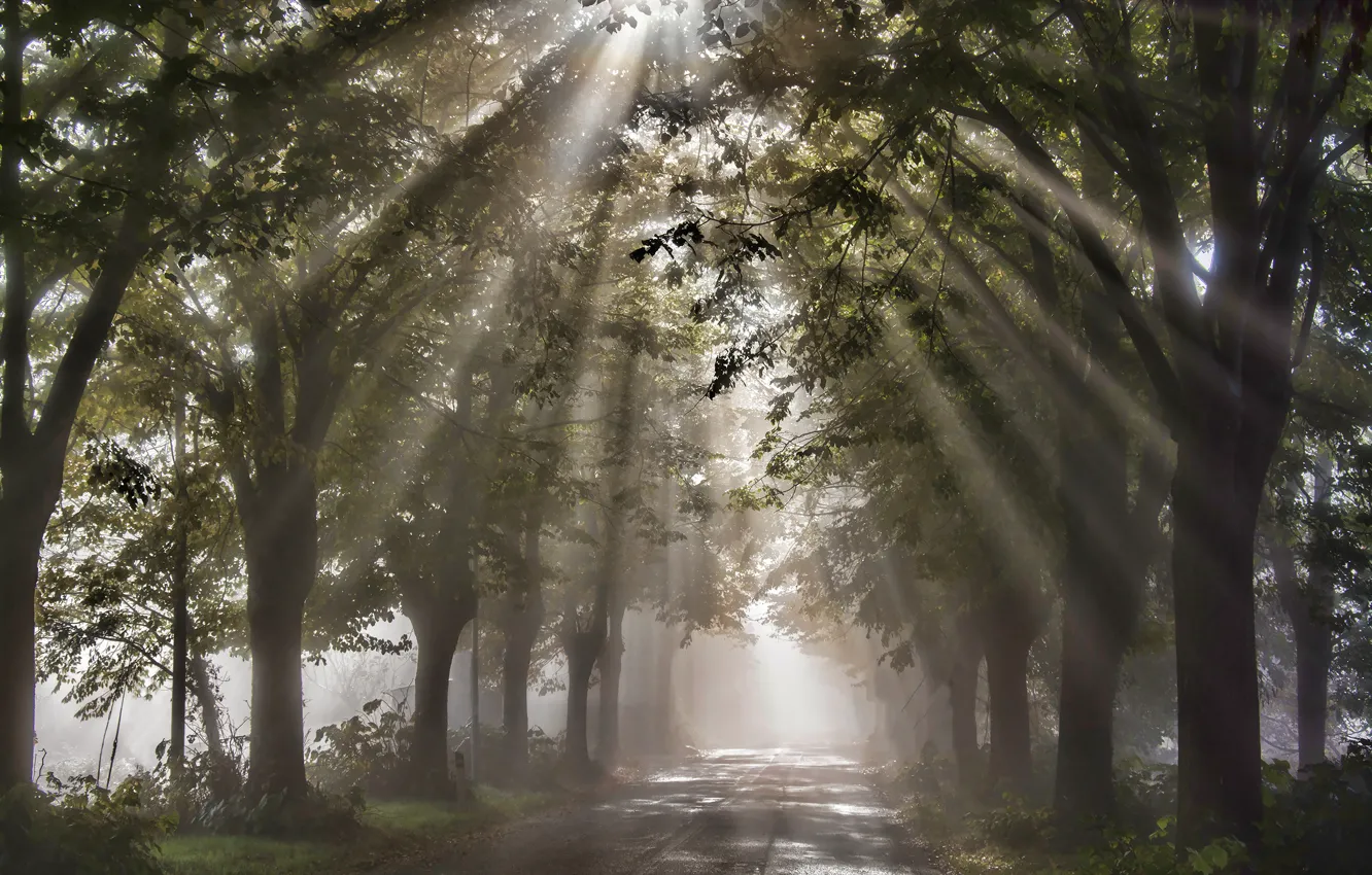 Фото обои дорога, деревья, природа, листва