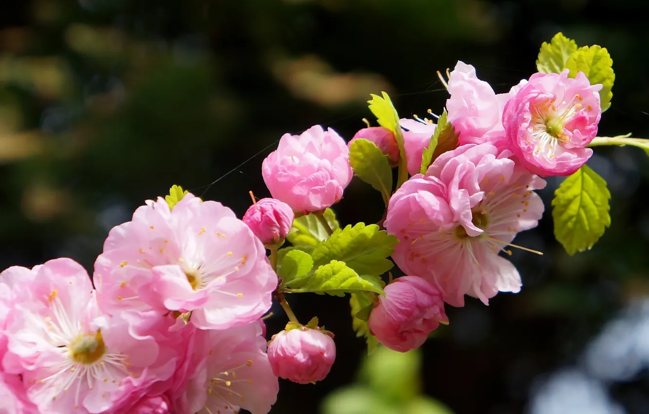 Фото обои flower, spring, blooming