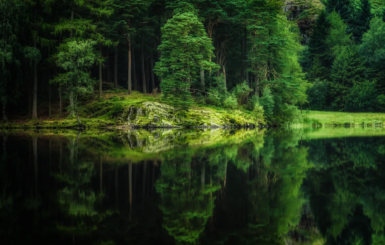 Фото обои лес, деревья, природа, озеро, отражение