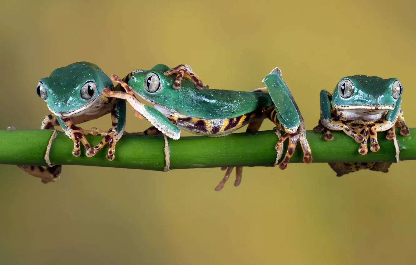 Фото обои веточка, лапки, зеленые, лягушки