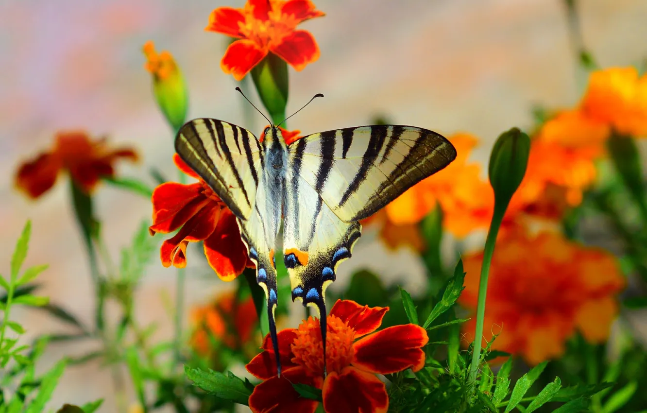 Фото обои Макро, Цветы, Бабочка, Flowers, Macro, Butterfly