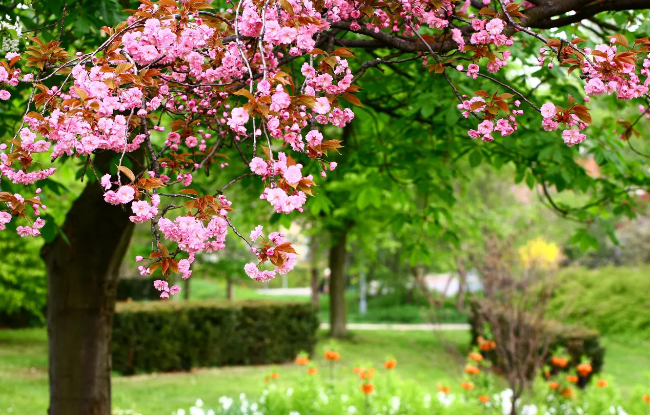 Фото обои цветы, природа, парк, весна, розовые, nature, park, Photo