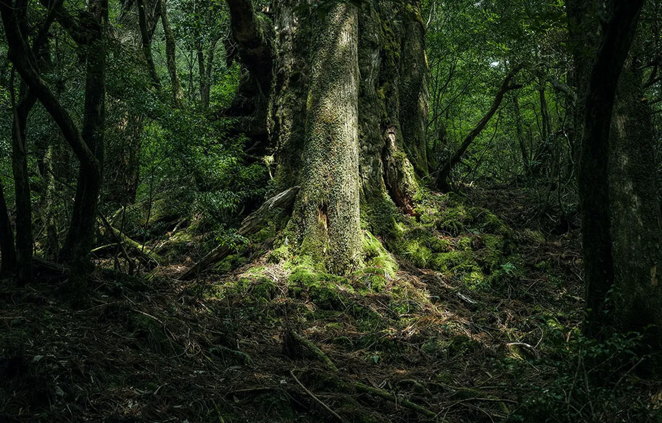 Фото обои лес, деревья, природа, Япония, Japan, Kyushu, Кюсю, Raphael Olivier