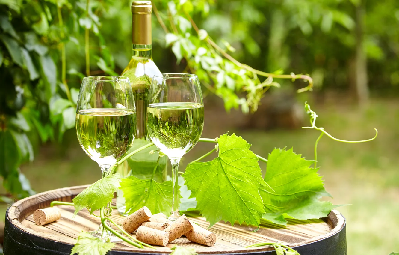 Фото обои зелень, листья, вино, бутылка, сад, бокалы, пробки, бочка
