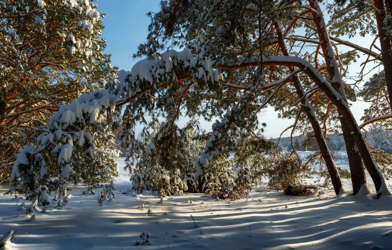 Фото обои зима, снег, деревья, природа, тени, Сергей Сергеев