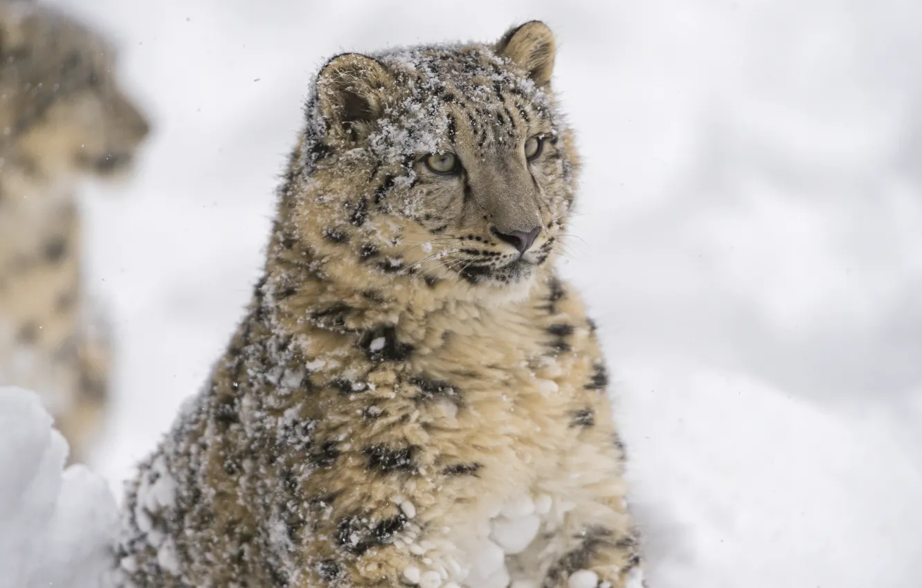 Фото обои морда, портрет, хищник, ирбис, снежный барс, дикая кошка, снежный леопард